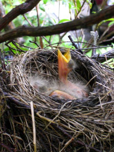 Gardens Make Habitat