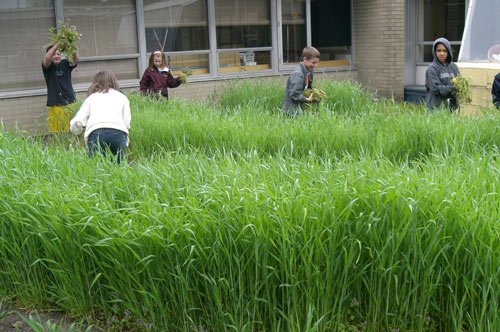 Curriculum Driven Gardens Shaker Road Elementary School Colonie Ny