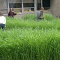 Curriculum-Driven Gardens: Shaker Road Elementary School, Colonie, NY